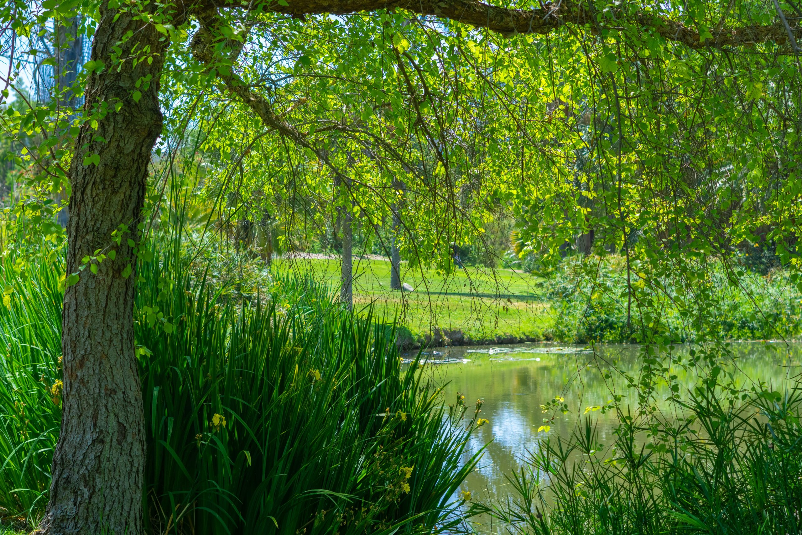 Explore the Fullerton Arboretum