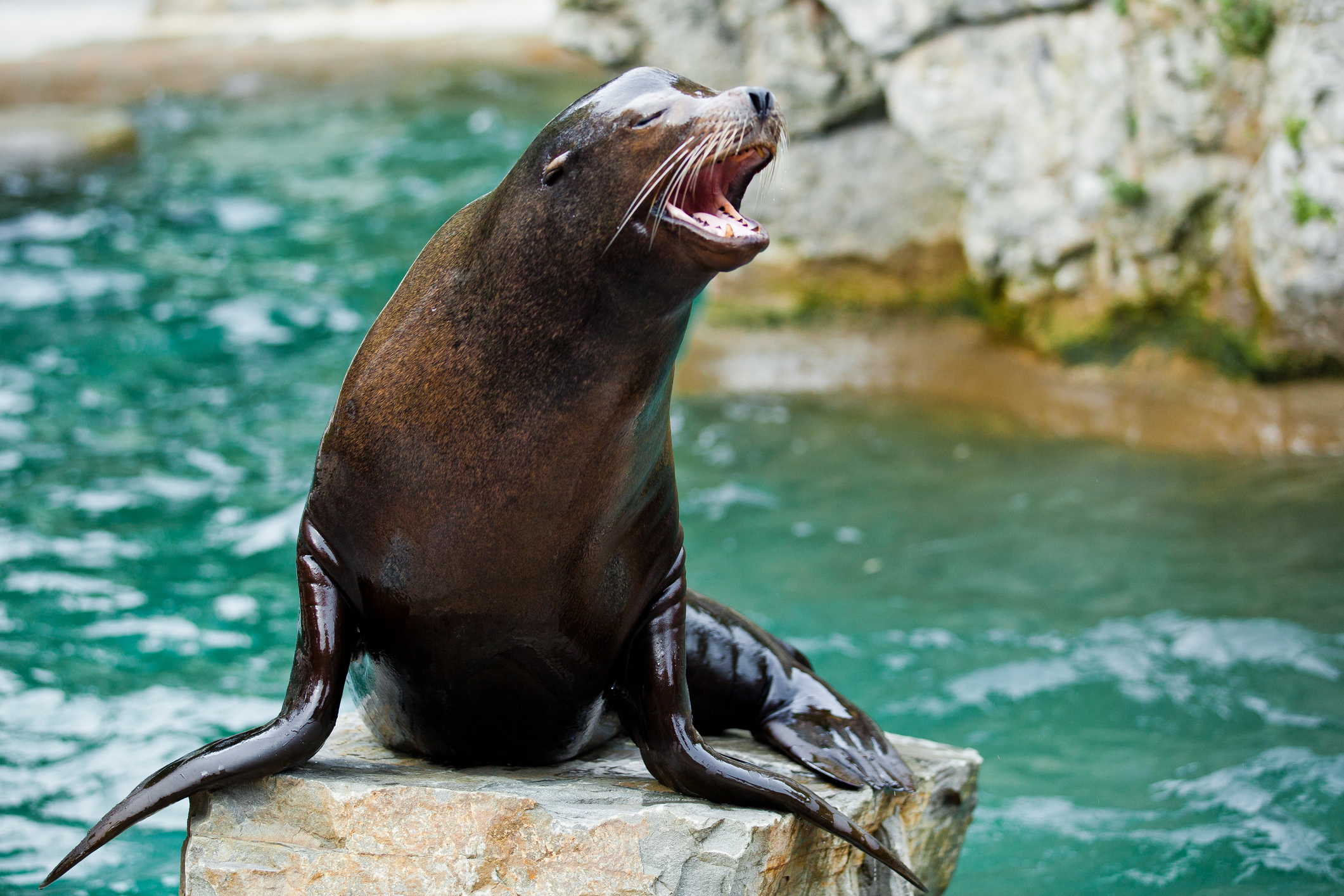 Visit the Pacific Marine Mammal Center in Laguna Beach