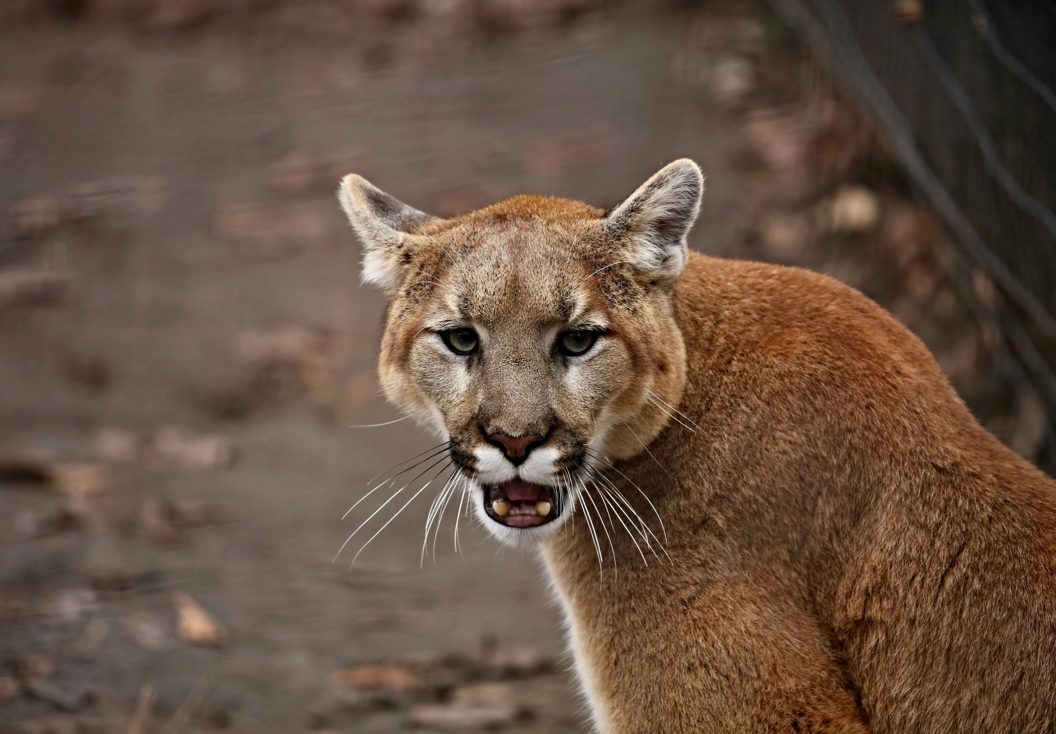 A Day at the Orange County Zoo