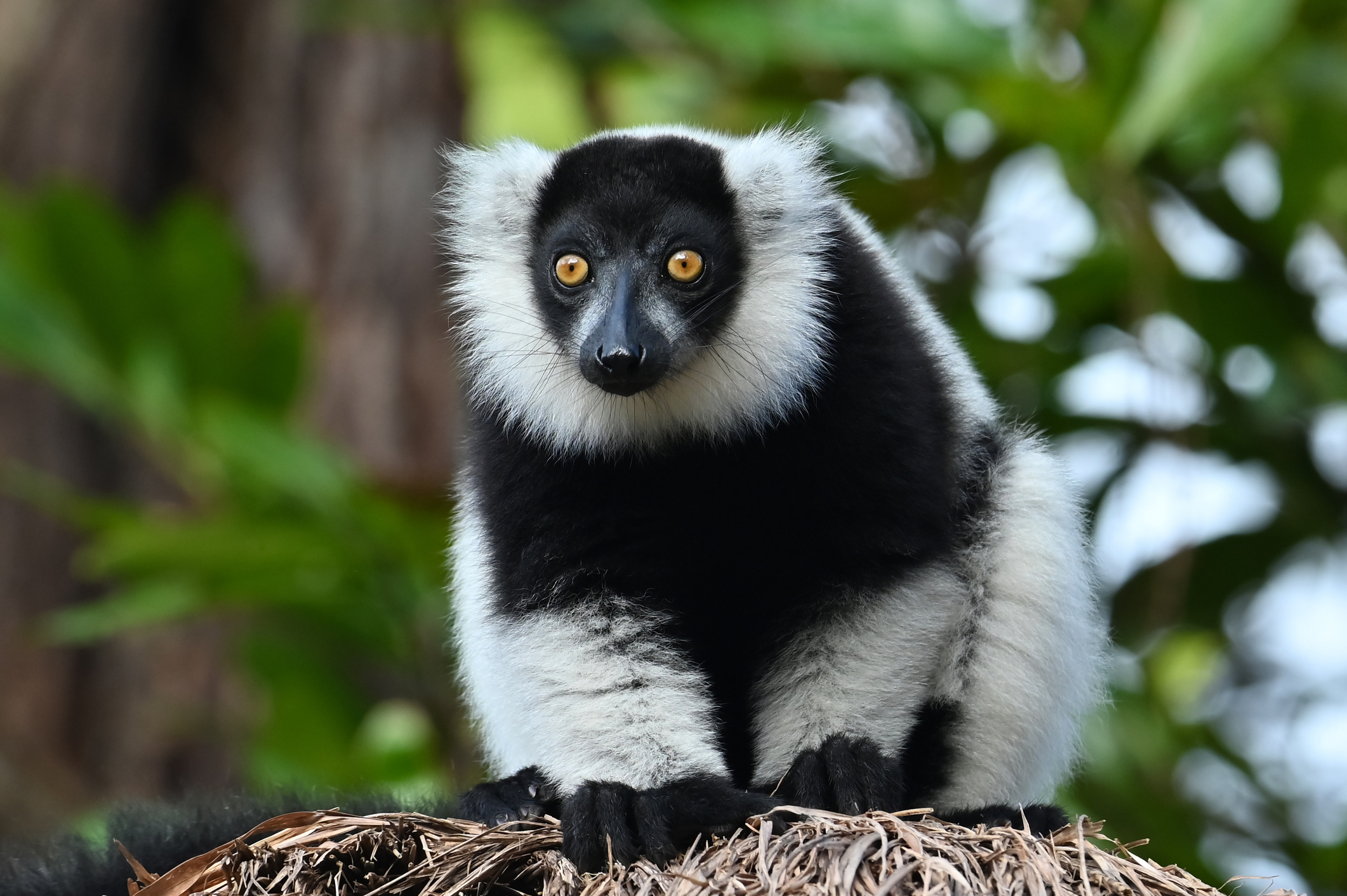 Exploring the Santa Ana Zoo